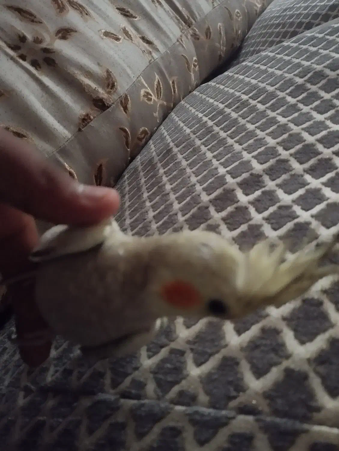 عروس هلندی|پرنده|زاهدان, |دیوار