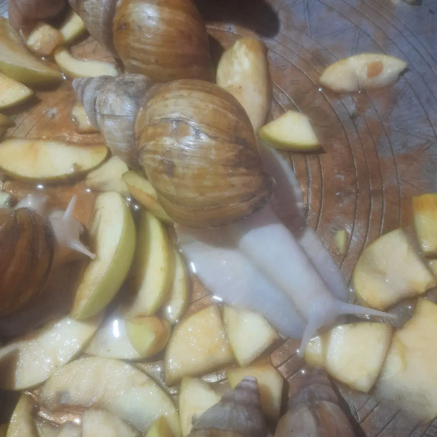 حلزون آلبینو تخم گذار|خزنده|شیروان (خراسان), |دیوار