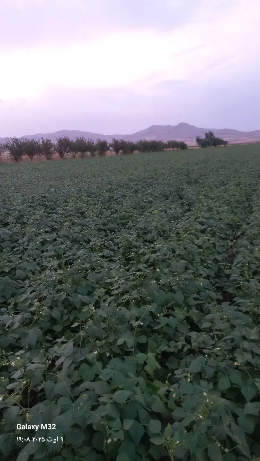 لوبیا قرمز مستقیم از کشاورز برای بذر هم عالی است|خوردنی و آشامیدنی|آوج, |دیوار