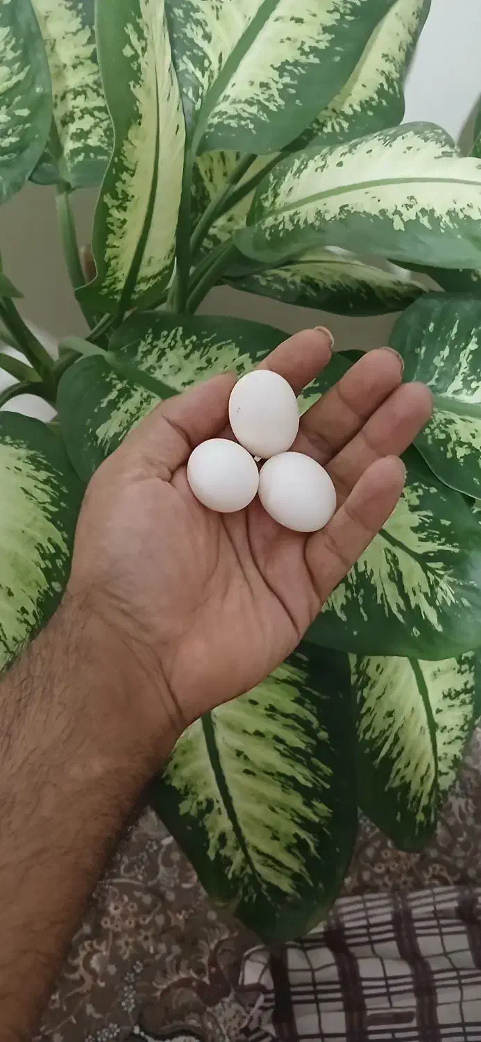 تخم کفتر کبوتر|خوردنی و آشامیدنی|تهران, والفجر (افسریه)|دیوار