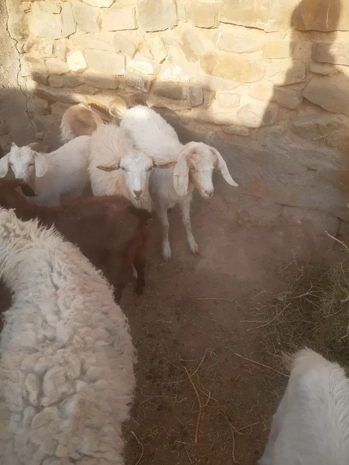 تعدادی بز و بزقاله سانن ودورگ سانن ومیش بره|حیوانات مزرعه|بیرجند, |دیوار