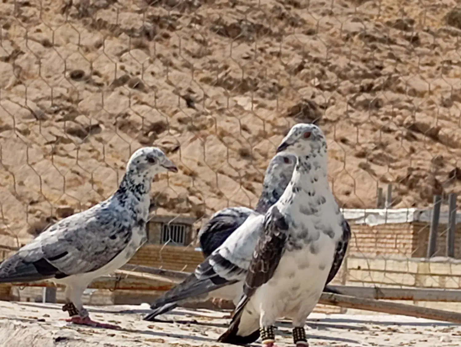 کبوتر سینه سفید|پرنده|شیراز, شاپورجان|دیوار