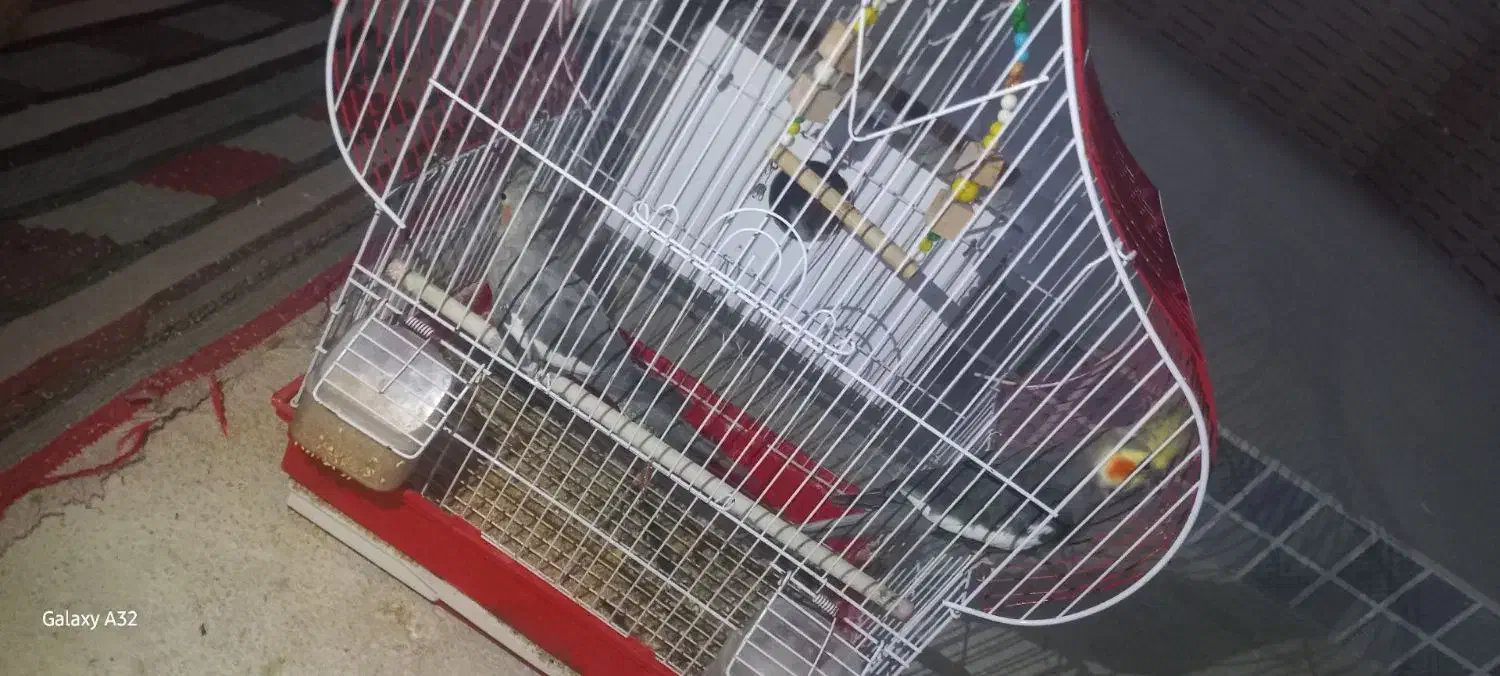 عروس هلندی توسی|پرنده|اهر, |دیوار