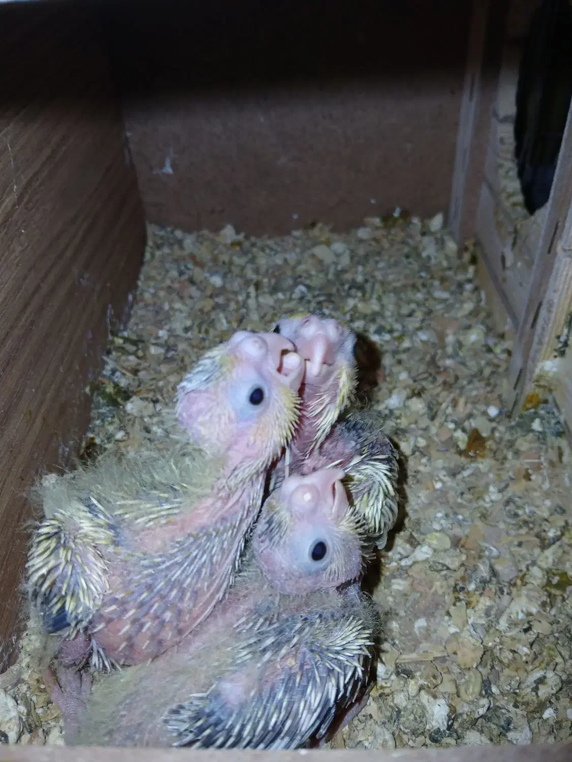 جوجه عروس هلندی سرلاکی  بهترین  نژاد|پرنده|شوشتر, |دیوار