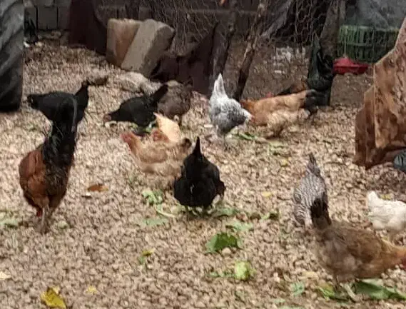 مرغ و خروس سر حال محلی اصل اصل|حیوانات مزرعه|یاسوج, |دیوار