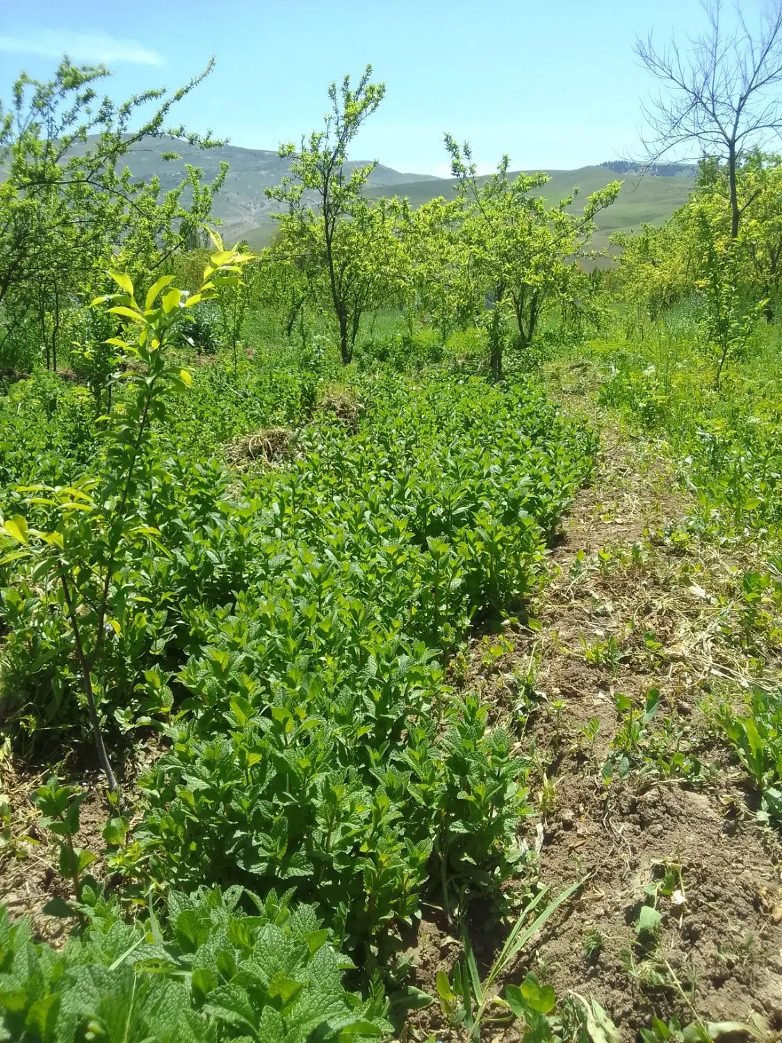نعناع|خوردنی و آشامیدنی|گرمخان, |دیوار