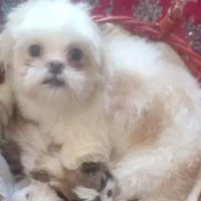 واگذاری غیر رایگان|حیوانات|دماوند, دماوند|دیوار