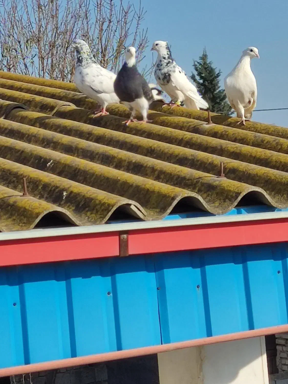 کفتر|پرنده|آق قلا, |دیوار