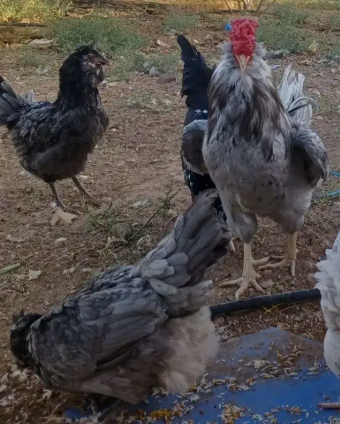 تخم نطفه دار گلین چهل تاج ریش بدون پر غلط|حیوانات مزرعه|ساوه, |دیوار