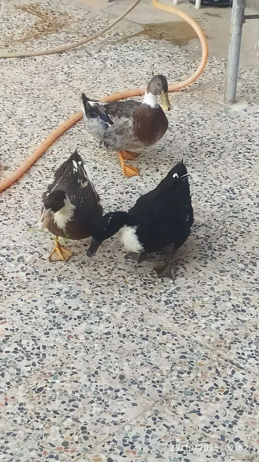 اردک|حیوانات مزرعه|مسجد سلیمان, |دیوار