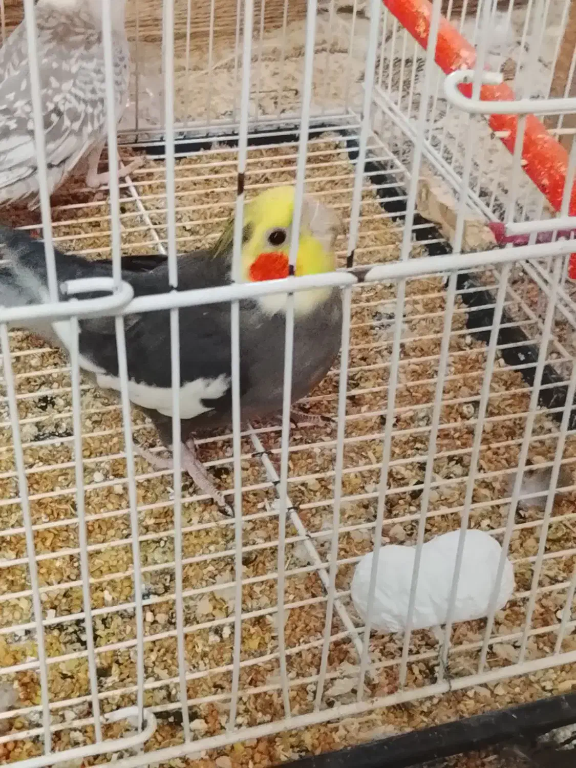 عروس هلندی|پرنده|کلاله, |دیوار