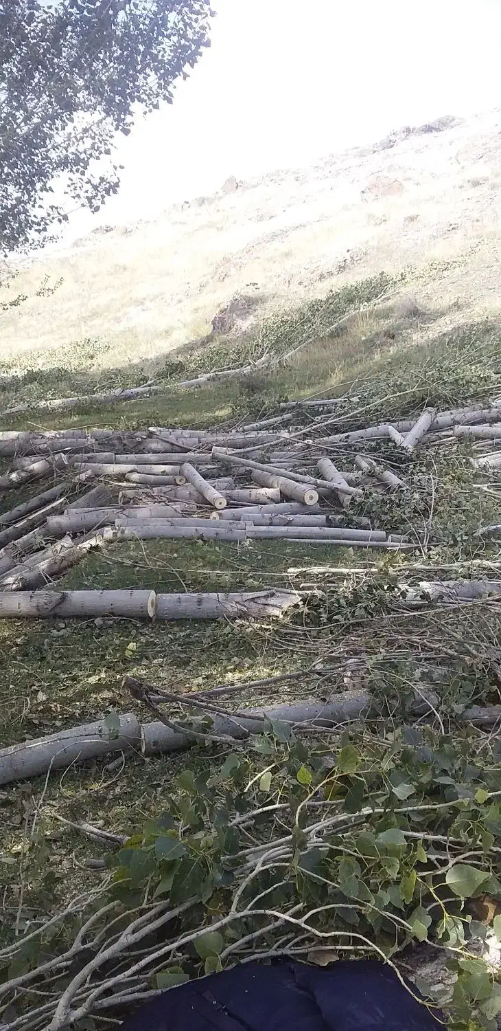 خرید درختان سرپا.چوب|خدمات باغبانی و درختکاری|مشگین شهر, |دیوار