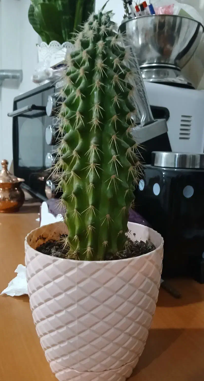 گلهای کاکتوس|گل و گیاه طبیعی|رشت, توشیبا|دیوار