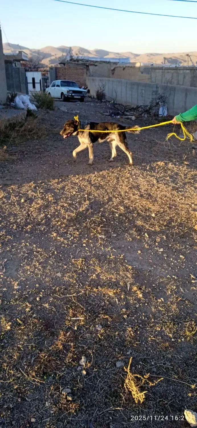 واگذار سگ افغان گله ای|سگ|اردبیل, |دیوار
