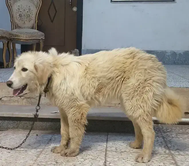 گلدن|سگ|سمنان, |دیوار