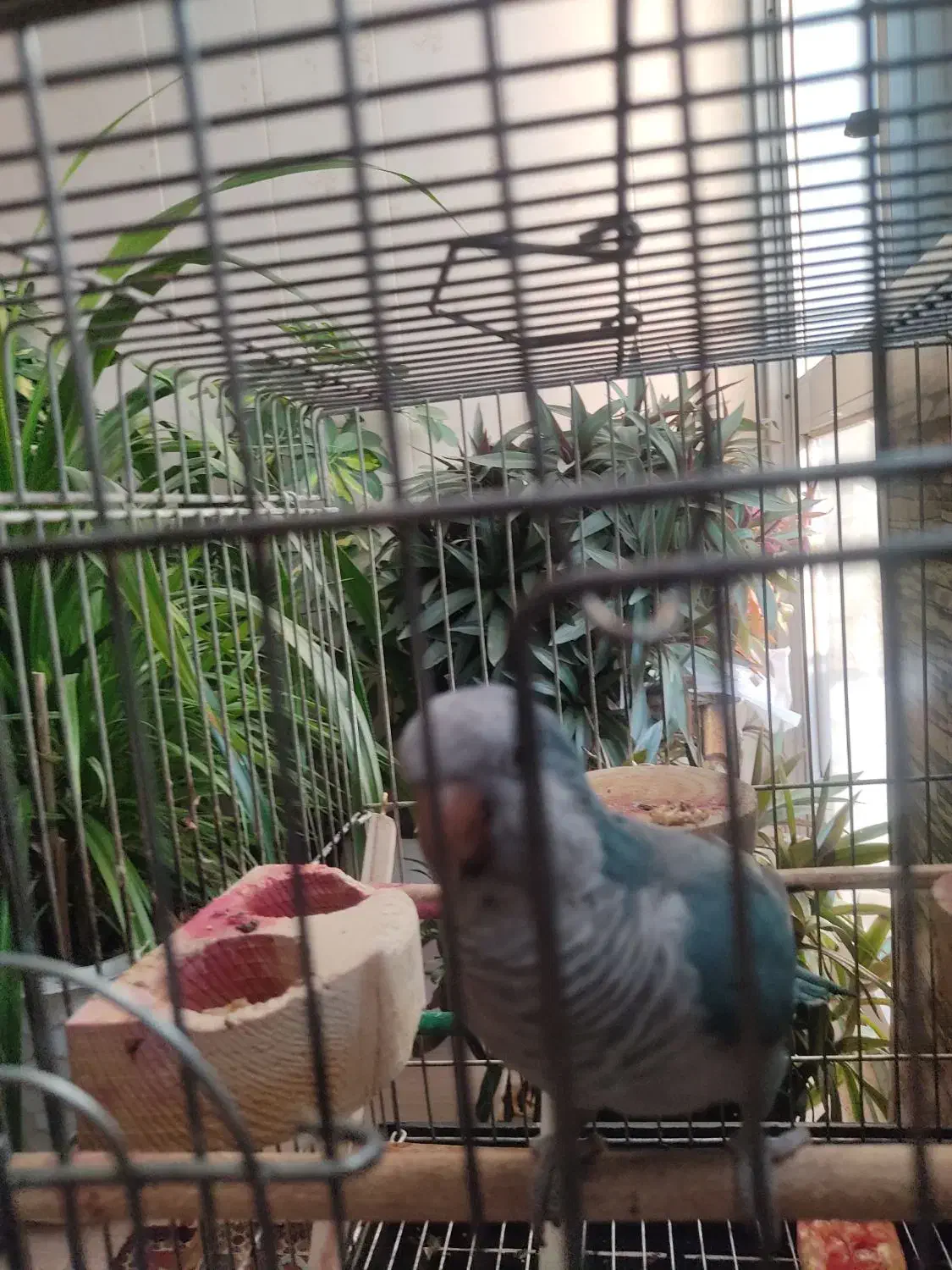 طوطی راهب|پرنده|اصفهان, خانه اصفهان|دیوار