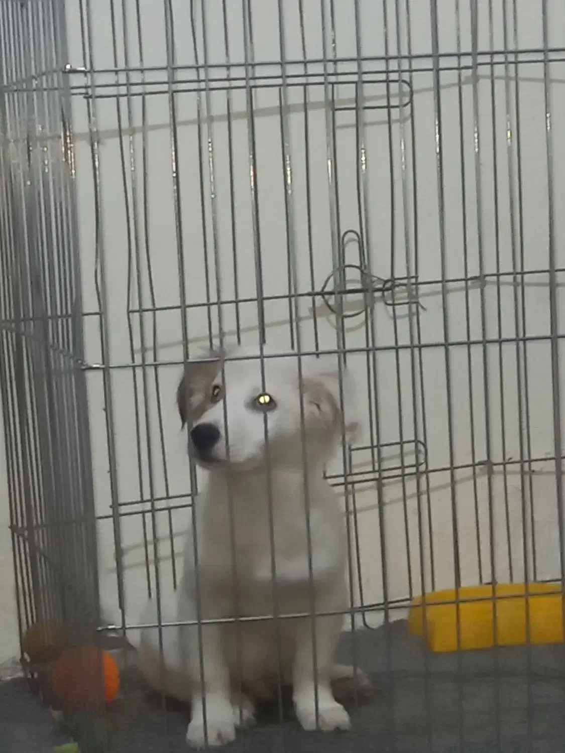 توله بازیگوش رایگان|سگ|مشکین‌دشت, |دیوار