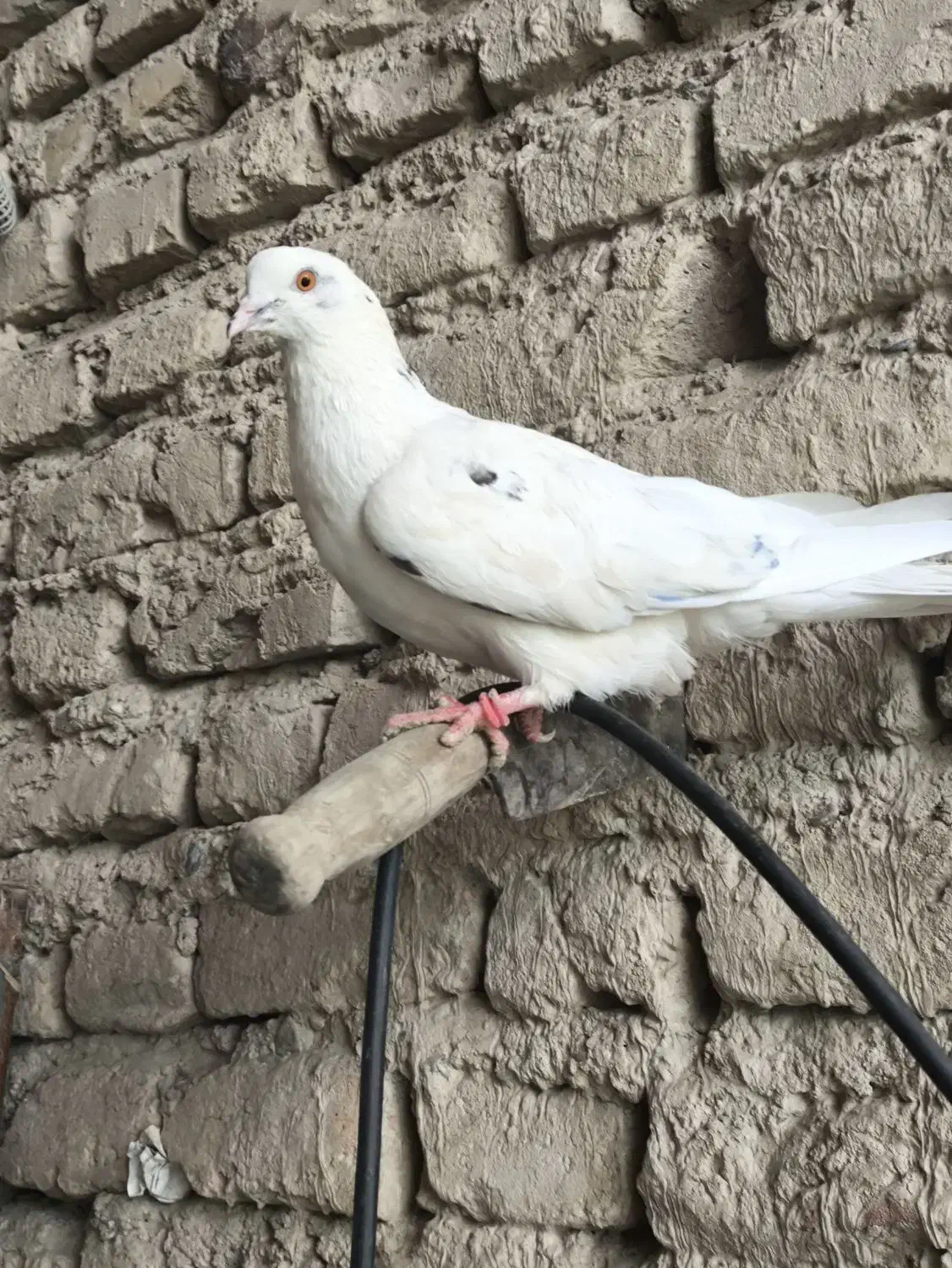 ماده چشم زرد عالی|پرنده|ایرانشهر, |دیوار