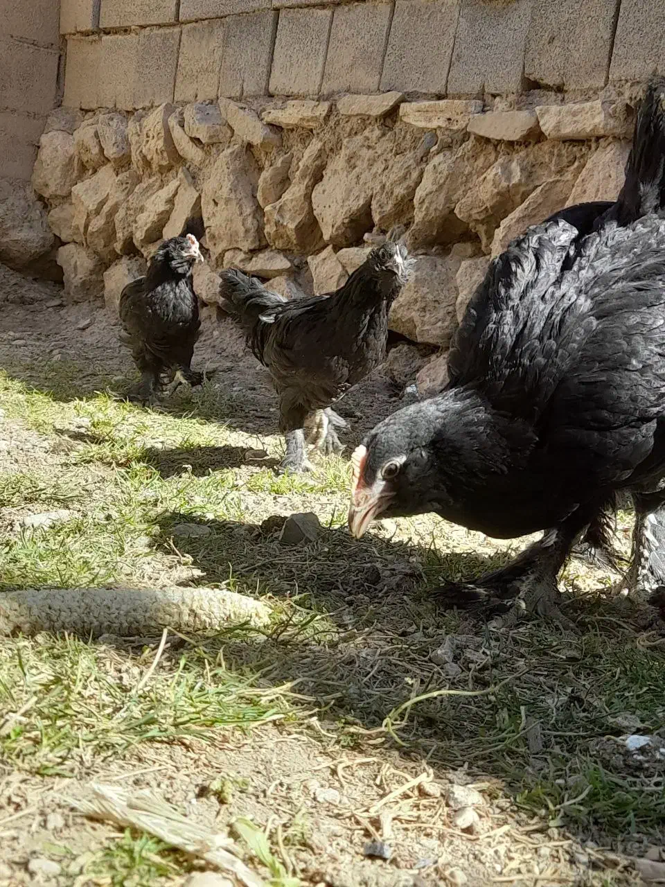 جوجه برهما، مرندی، لاری،گلین لری|حیوانات مزرعه|تهران, گیشا|دیوار