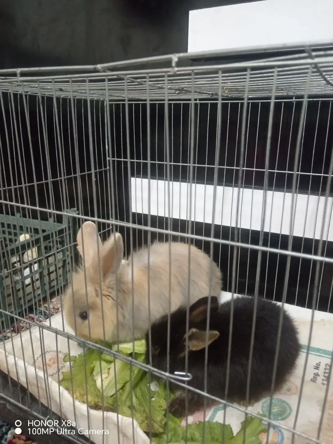 بچه خرگوش لوپ ملوس|موش و خرگوش|سبزوار, قدس|دیوار