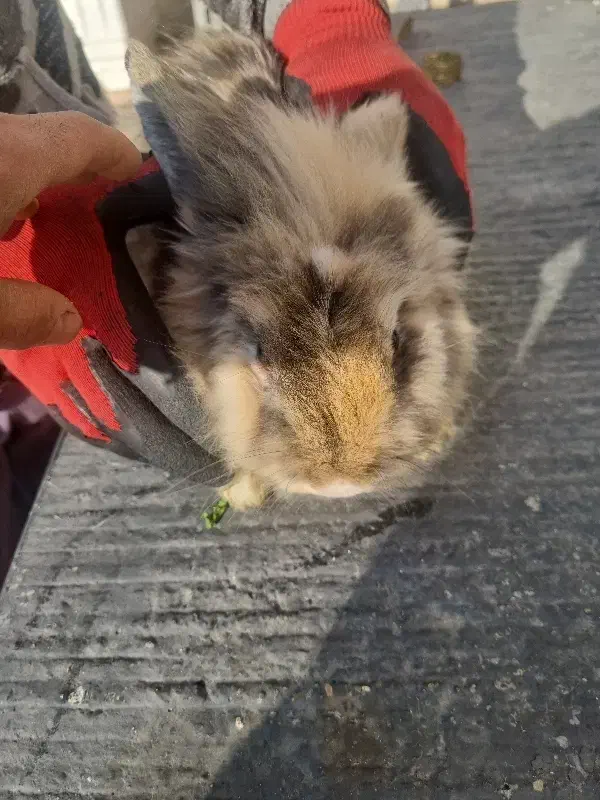 خرگوش لپ|موش و خرگوش|تهران, دربند|دیوار