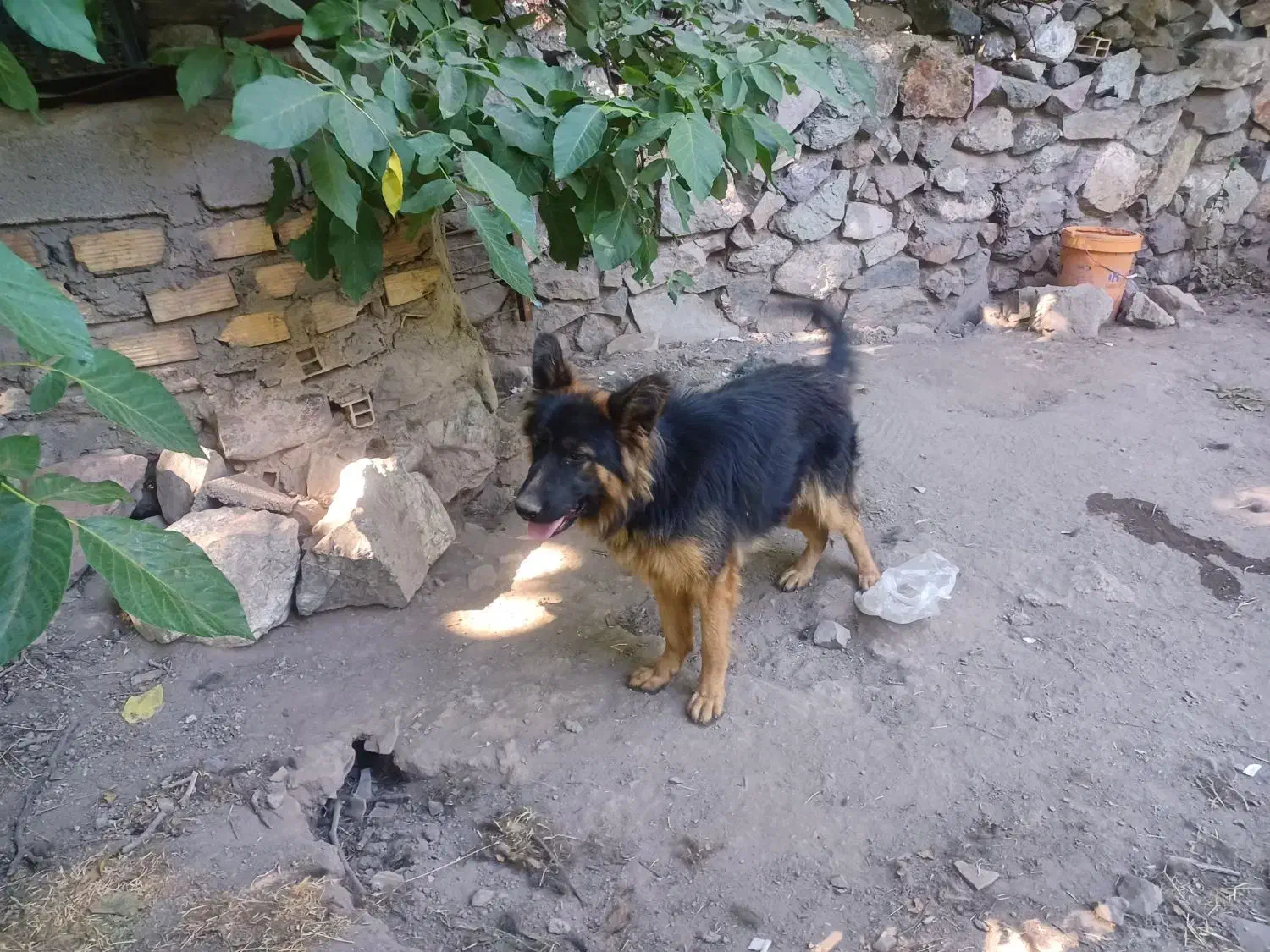 سگ ژرمن|سگ|بم, |دیوار