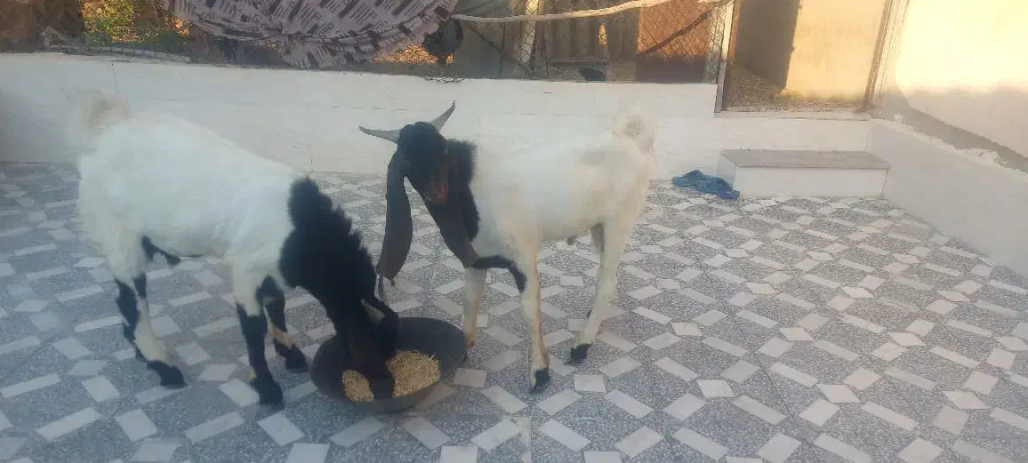 دوتا کهره نر پاکستانی گوش دراز جوان|حیوانات مزرعه|شبانکاره, |دیوار