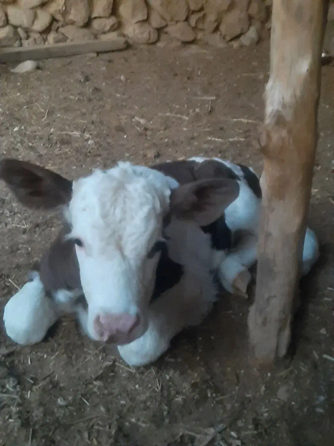 گوساله سمینتال یک ماهه|حیوانات مزرعه|بهبهان, |دیوار