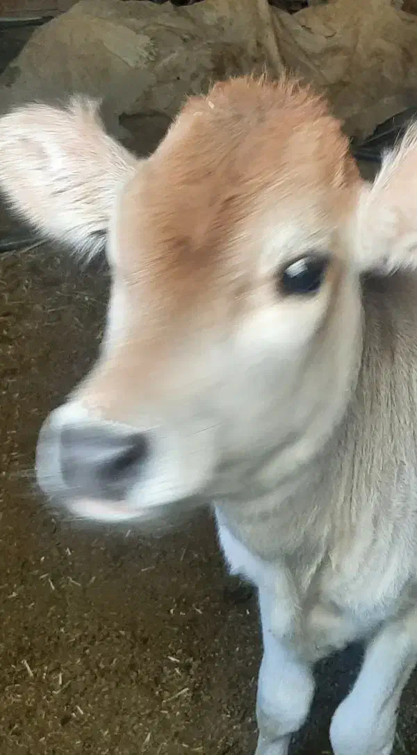 گاو جرسی|حیوانات مزرعه|ماهان, |دیوار