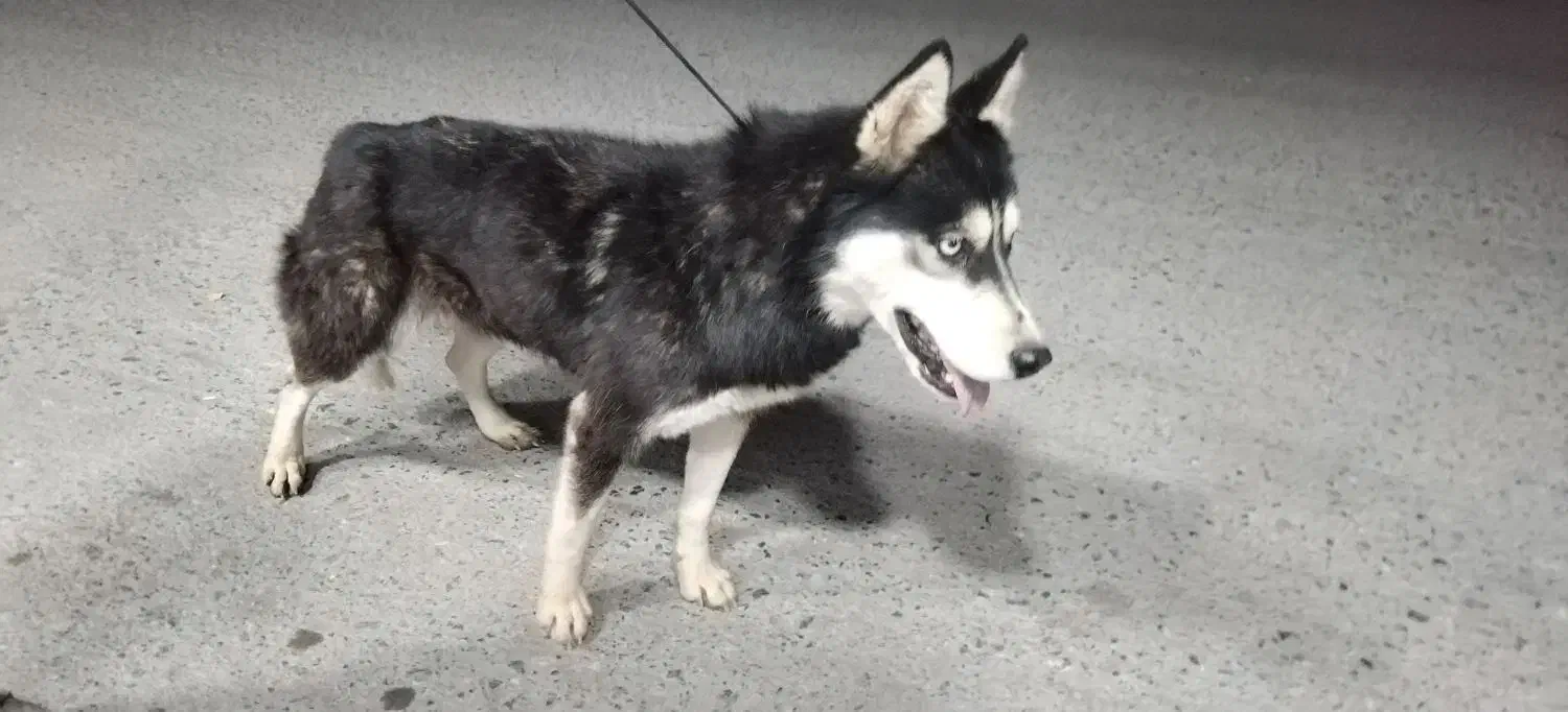 سگ هاسکی سایز کوچیک|سگ|زاینده رود, |دیوار