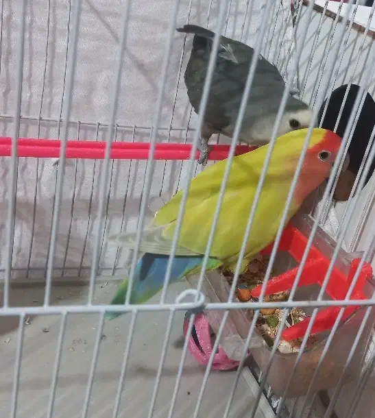 جفت کوتوله|پرنده|مشهد, بهاران|دیوار