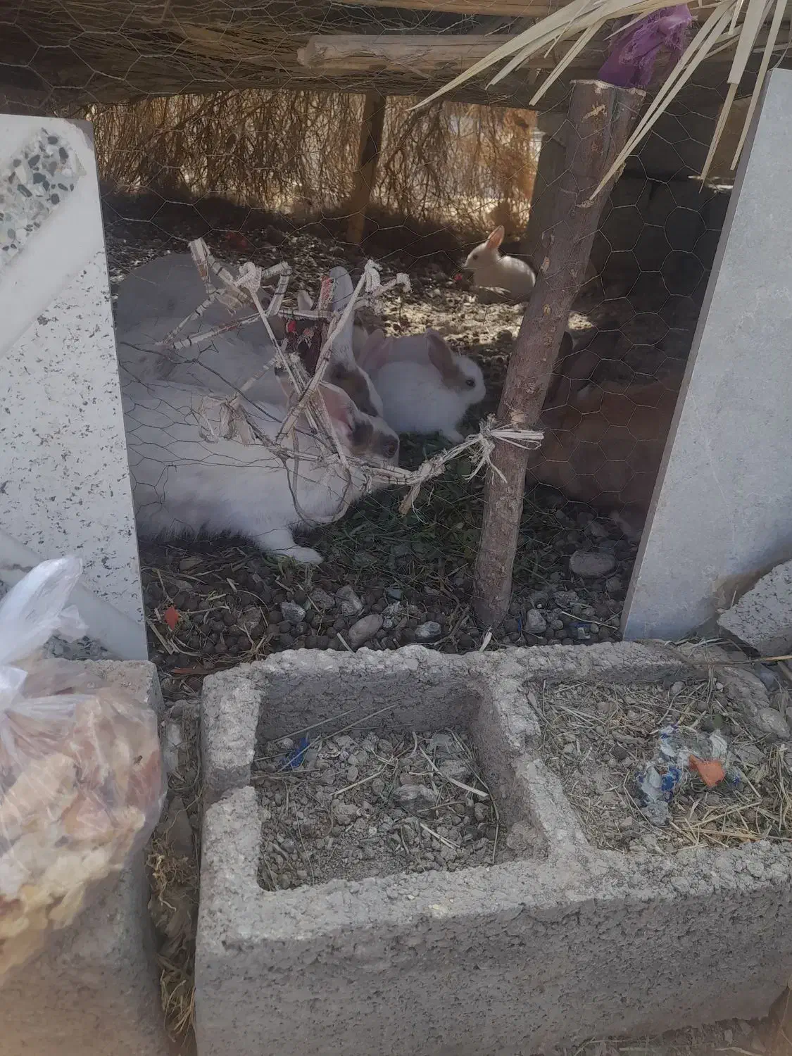 فورش خرگوش خانگی|موش و خرگوش|کهنوج, |دیوار