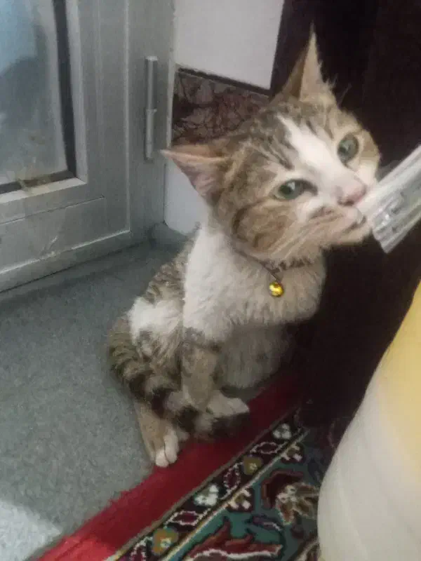 حیوان گربه|حیوانات|میاندوآب, |دیوار