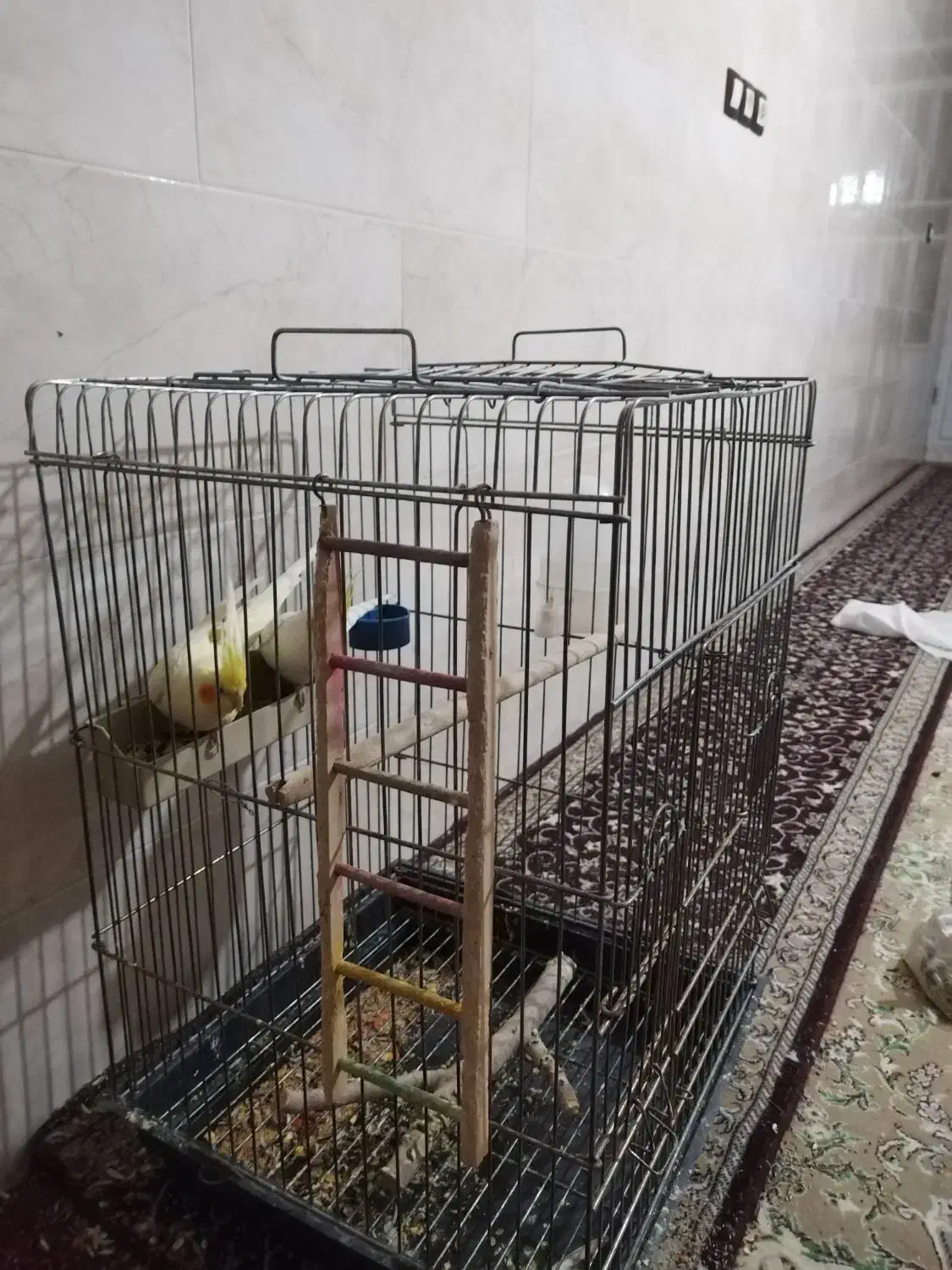 فروش عروس هلندی|پرنده|مهریز, |دیوار