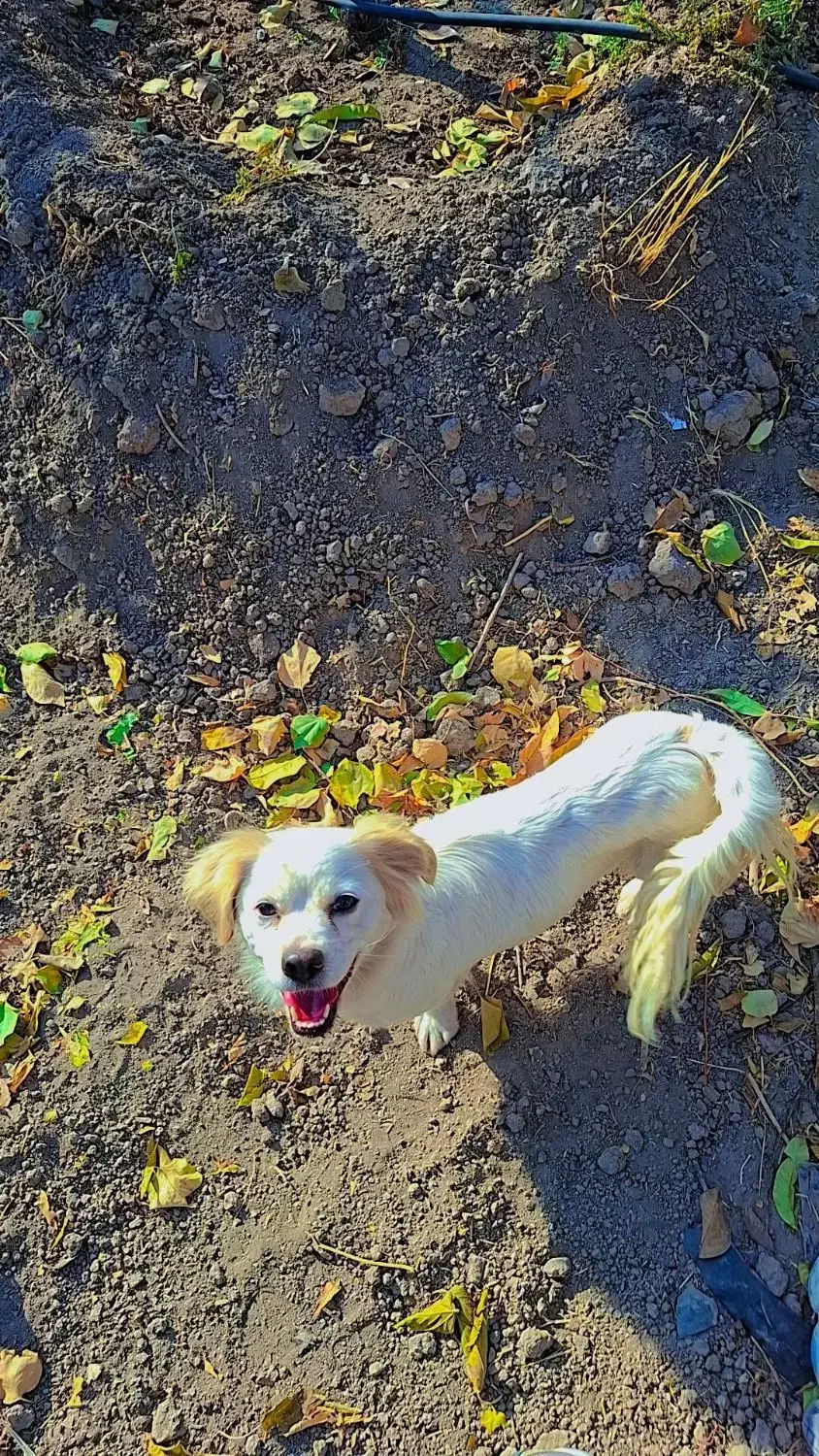 واگذاری سگ پاکوتاه|سگ|هشتگرد, هشتگرد قدیم|دیوار