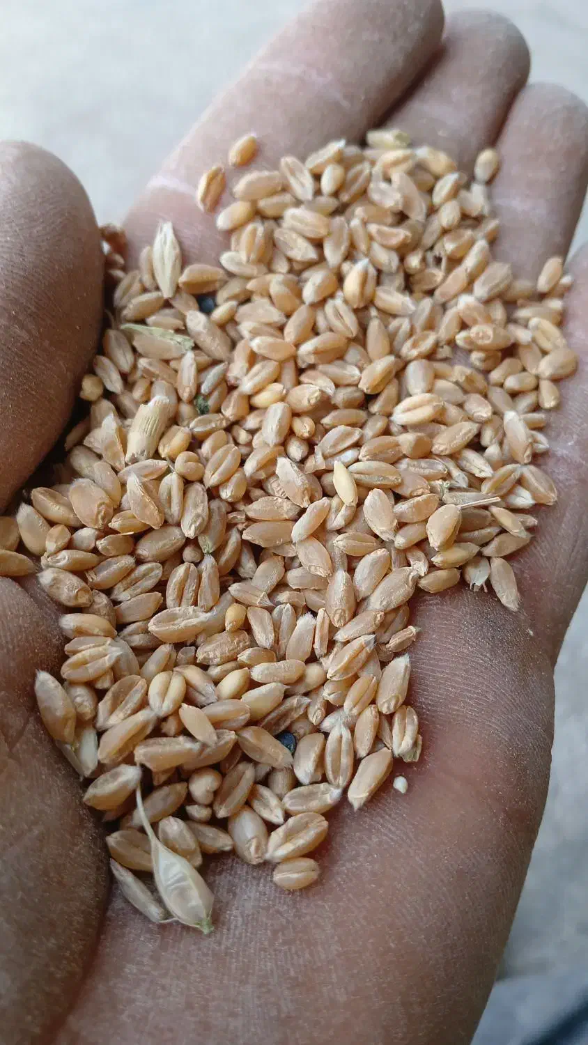 گندم ابی|حراج|زنده رود, |دیوار