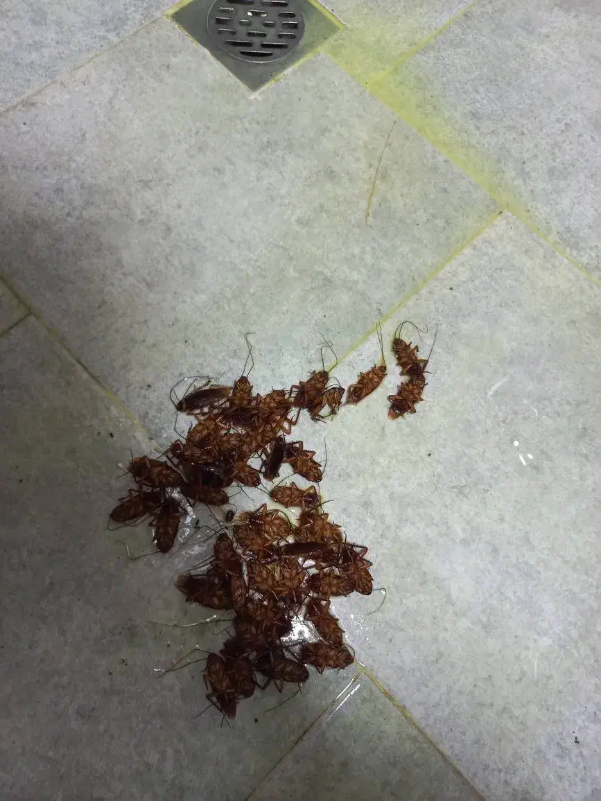 ریشه کنی تضمینی ساس و کک و کنه با مجوز رسمی|خدمات نظافت|آمل, |دیوار