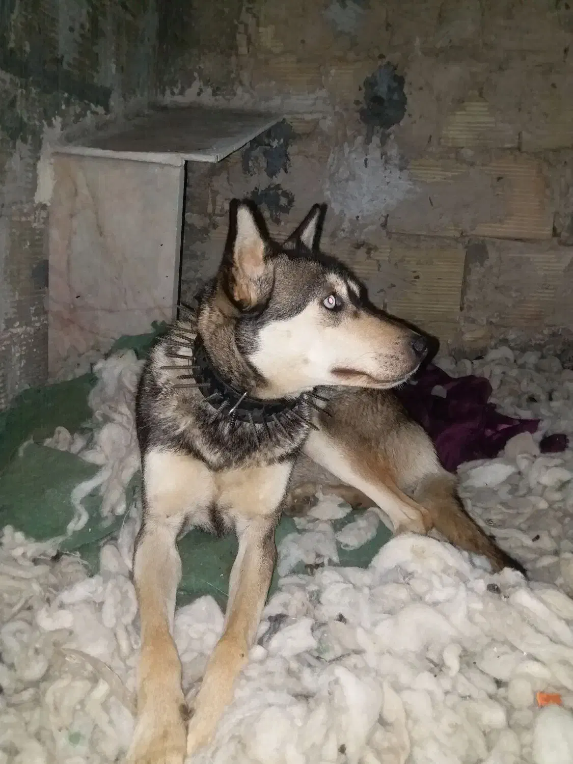 سگ هاسگی|سگ|مشهد, توس (بلوار توس)|دیوار