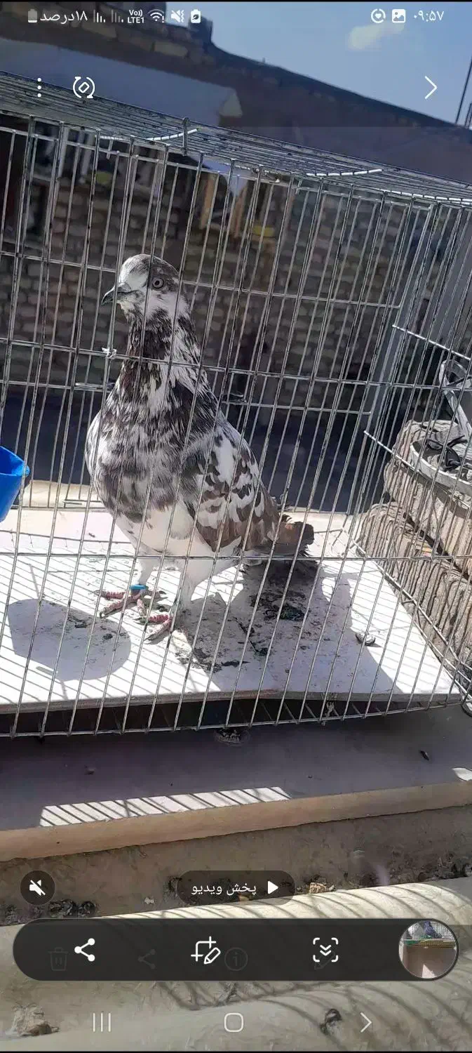 کفتر|پرنده|اصفهان, هفتون|دیوار