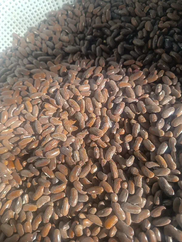 بذره لوبیا سبز|گل و گیاه طبیعی|سجاس رود, |دیوار