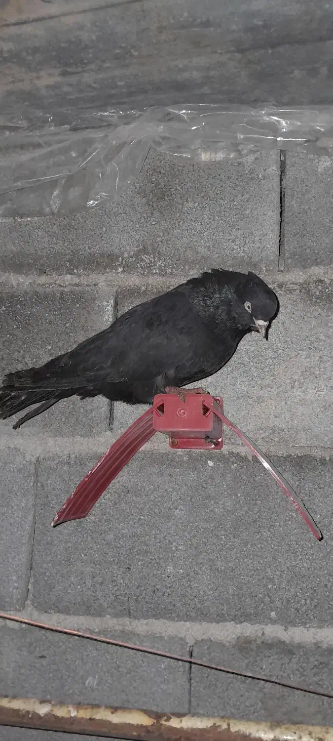 سیاه|پرنده|شیراز, ویلاشهر|دیوار