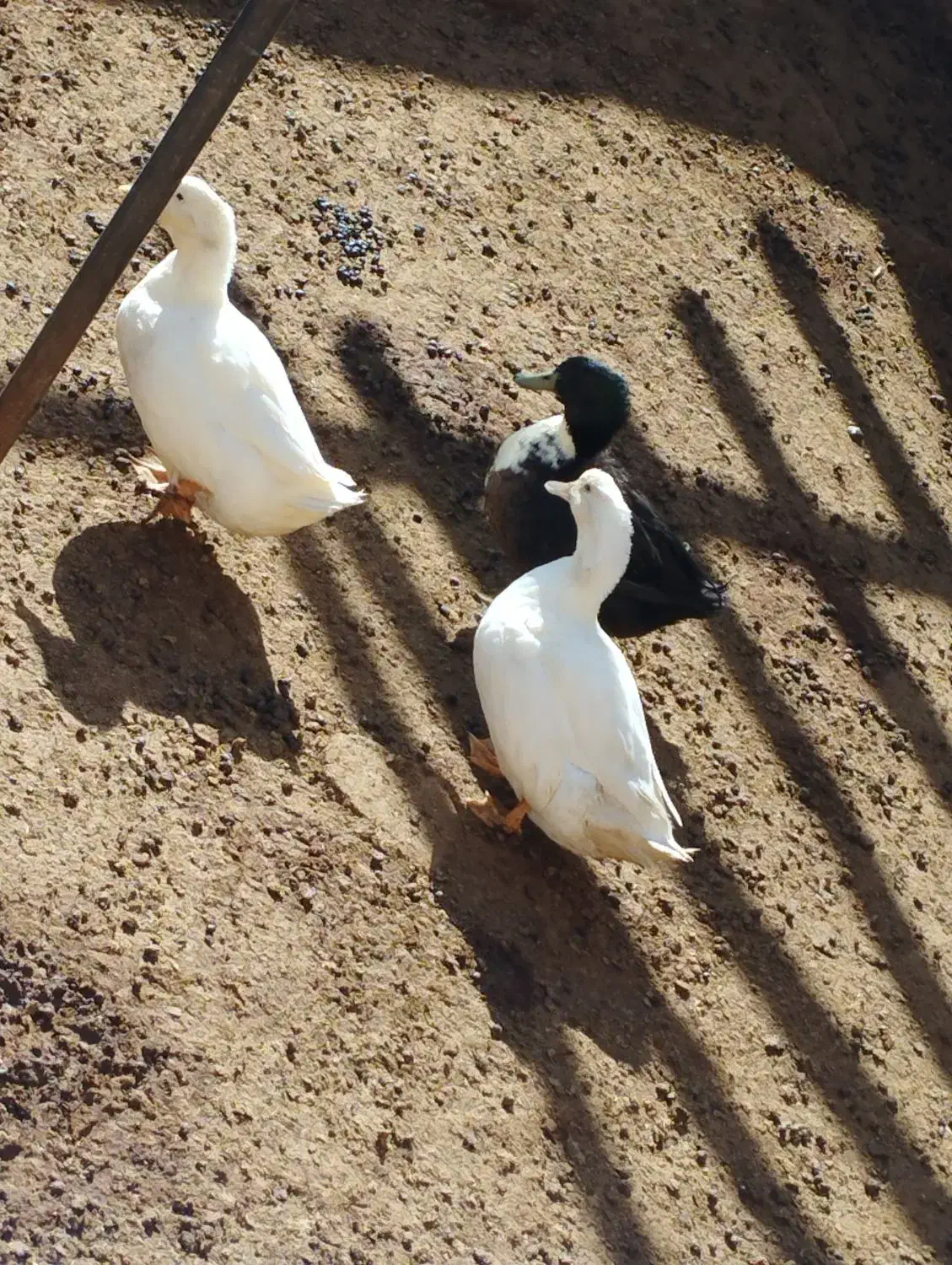 اردک|حیوانات مزرعه|میلاجرد, |دیوار