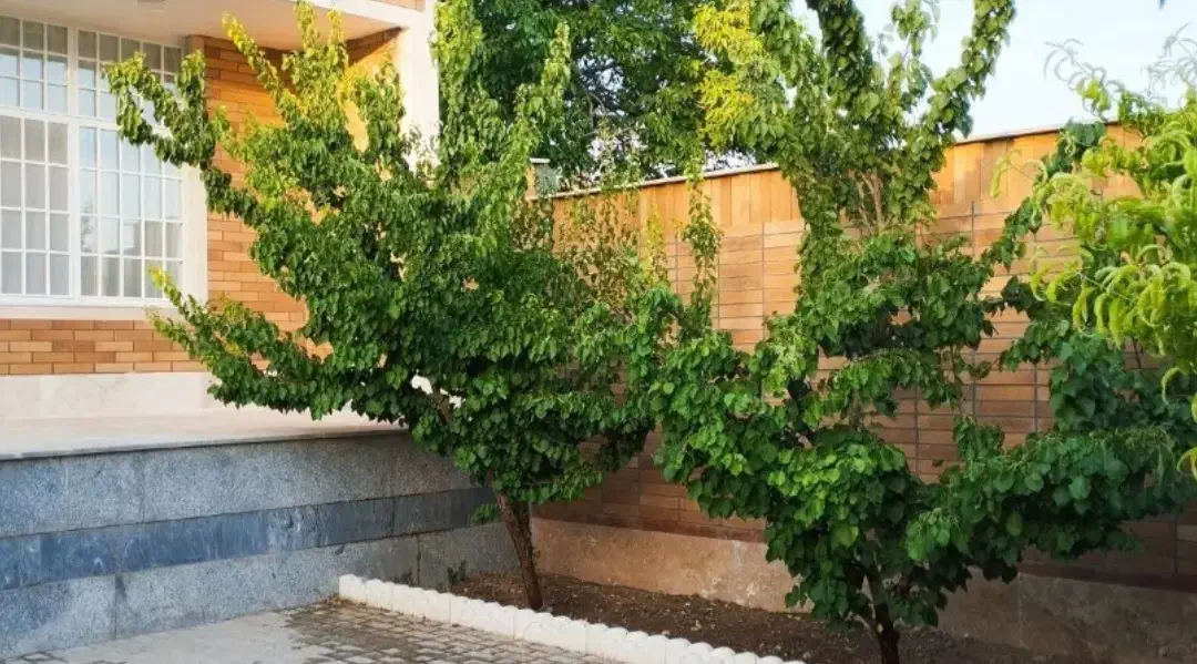 اجاره باغ ویلا|اجارهٔ کوتاه‌مدت ویلا و باغ|پاکدشت, پاکدشت (مامازند)|دیوار