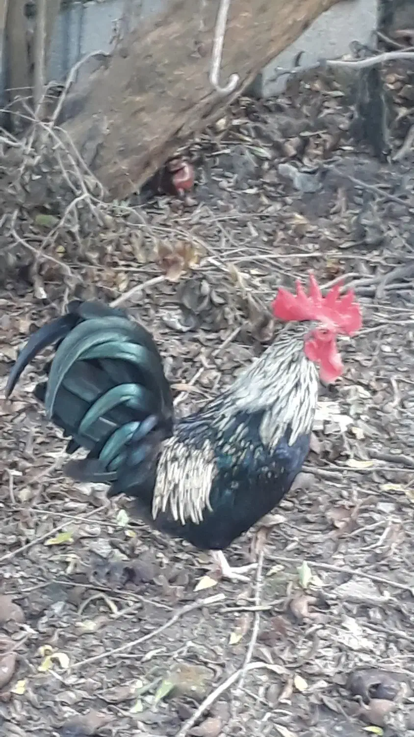 خروس مینیاتوری|حیوانات مزرعه|فریدونکنار, |دیوار