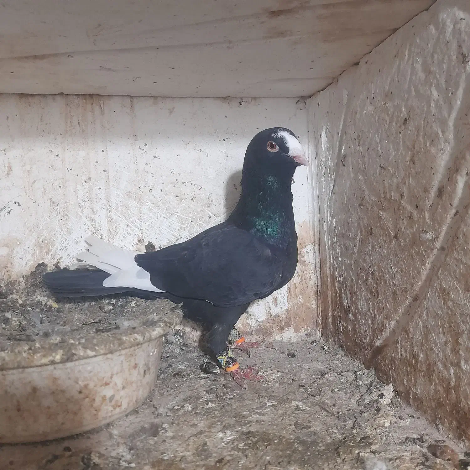 کبوتر رنگی غریب|پرنده|گرگان, |دیوار