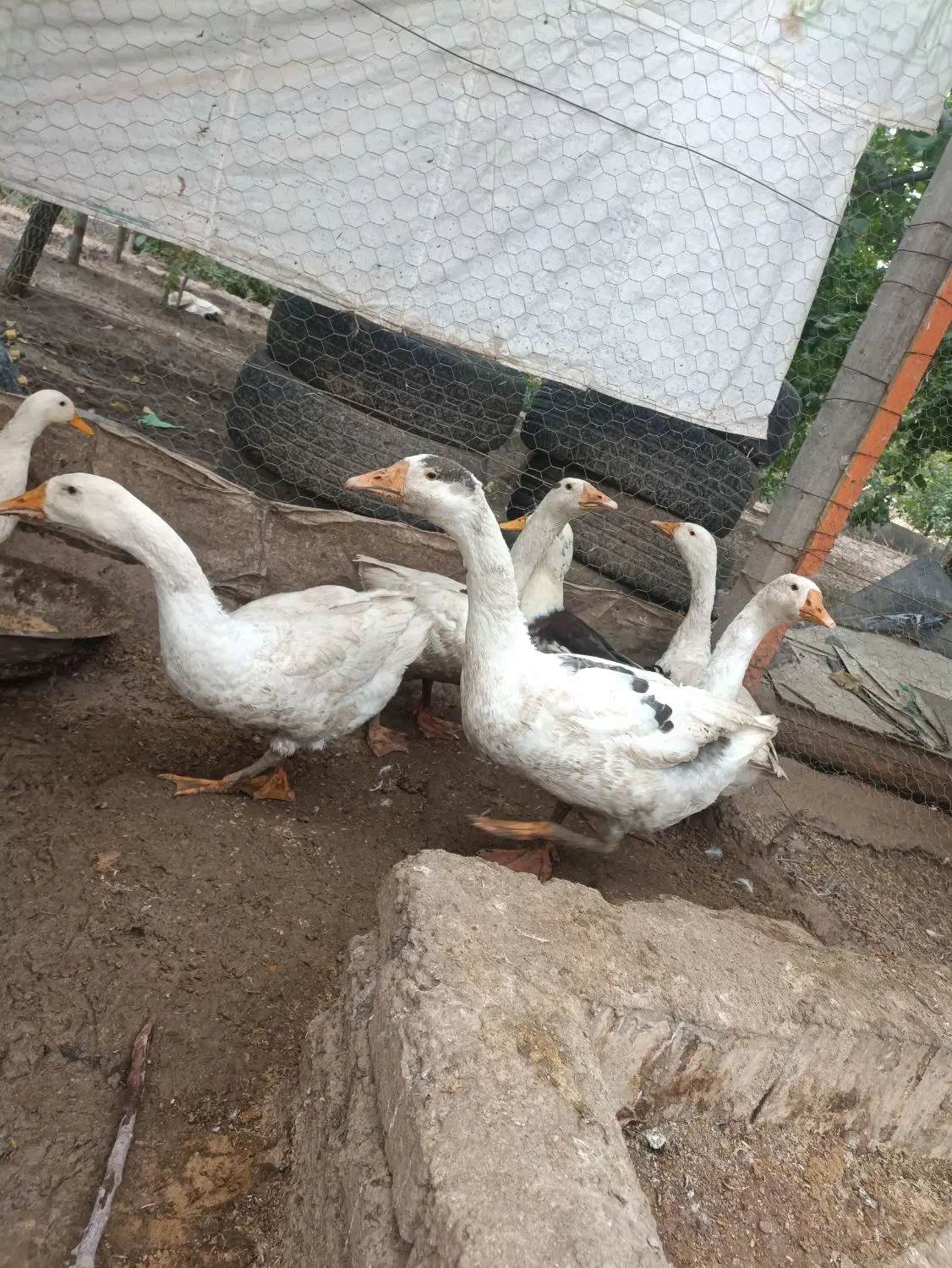 غاز|حیوانات مزرعه|خوی, |دیوار