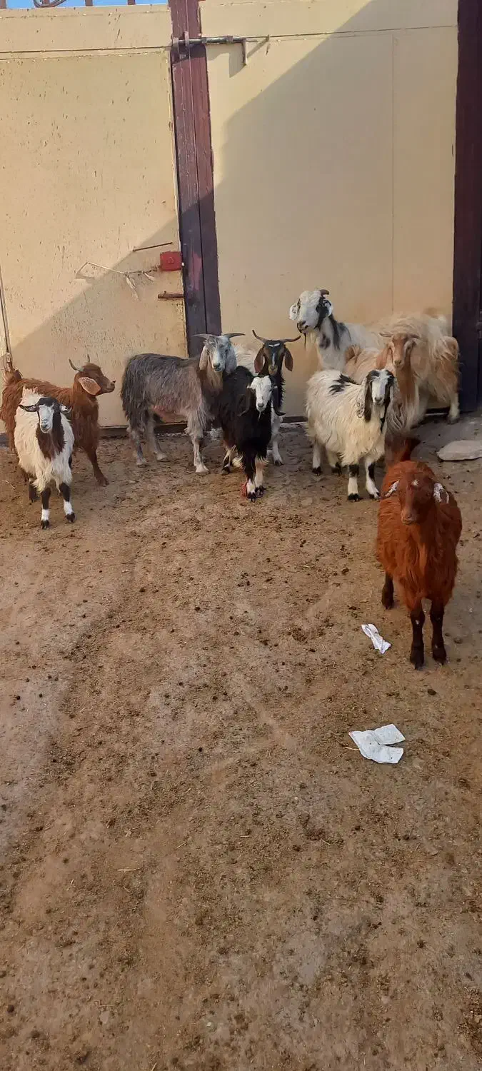 ۱۰عدد‌بزغاله نرو‌ماده|حیوانات مزرعه|خواجه, |دیوار