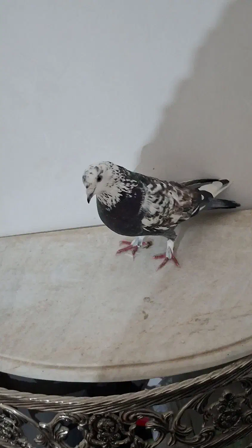 کفتر|پرنده|تبریز, |دیوار