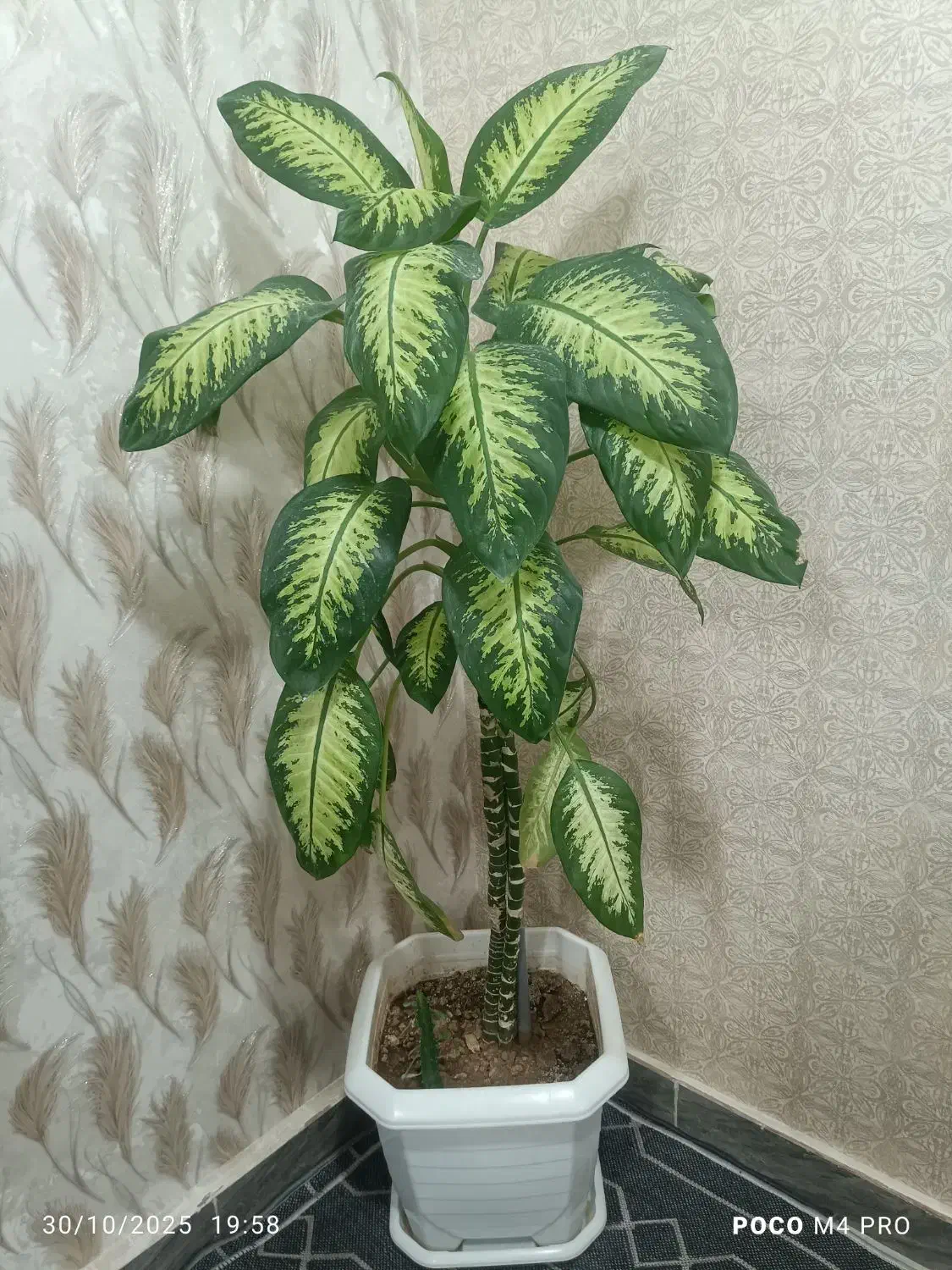 گل دیفن باخیا|گل و گیاه طبیعی|ایلام, |دیوار