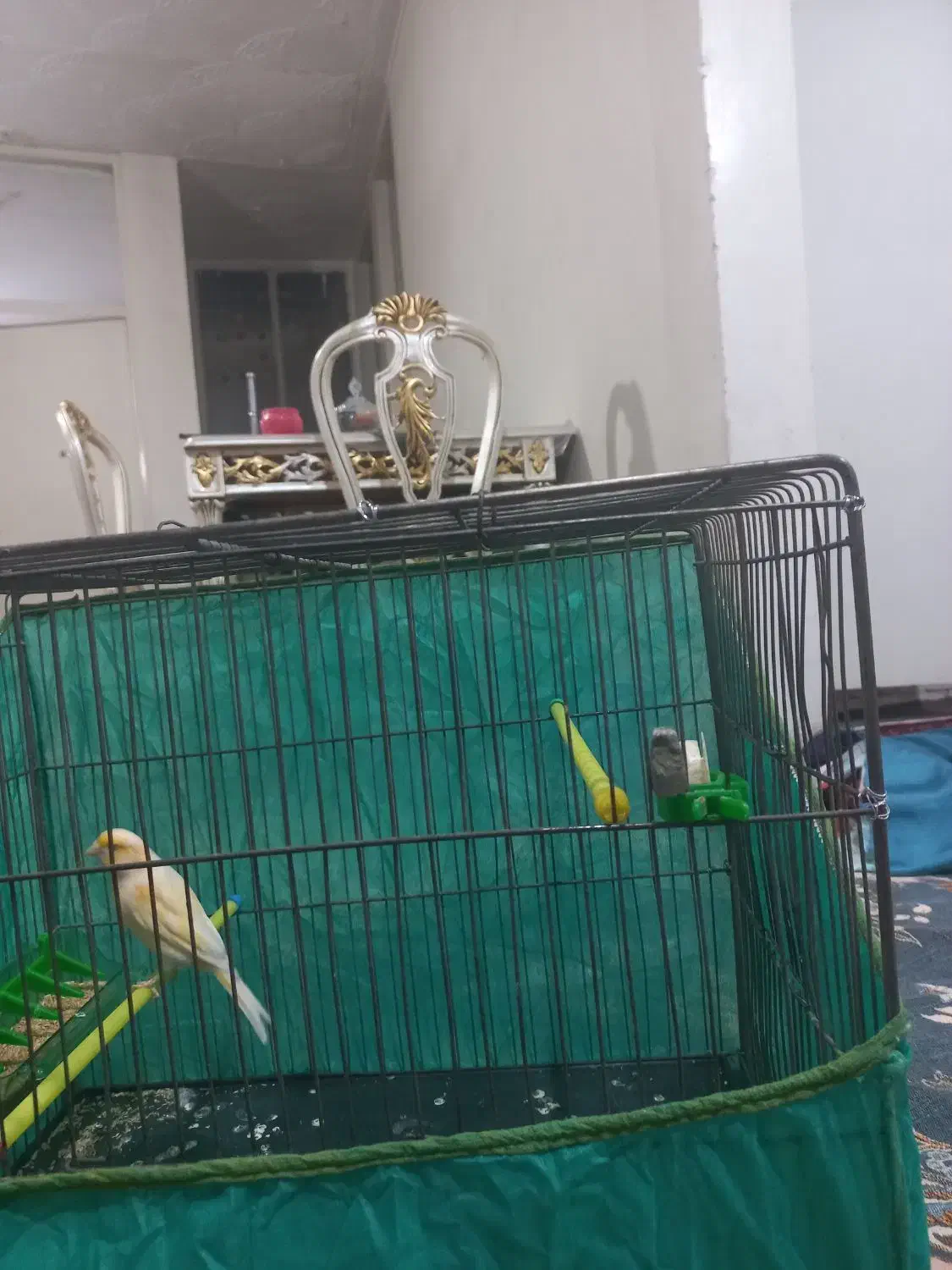 قناری ماده|پرنده|ملایر, |دیوار